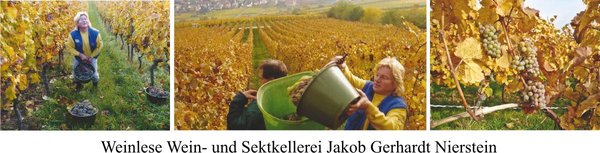 Weinlese Wein und Sektkellerei Jakob Gerhardt Nierstein